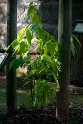 Chimonanthus praecox - zimokvět časný - celek